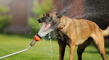 El verano y las mascotas: Cómo protegerlas de los efectos del calor extremo