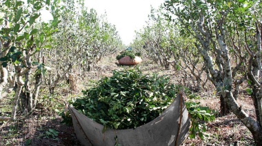 Desregulación lapidaria: los yerbateros están “cada vez peor”