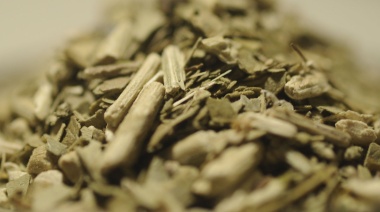 Récord de exportaciones de yerba mate en 2024