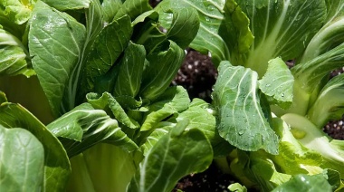Se lanzó en La Plata la Mesa de Trabajo del Cordón Flori-Frutihortícola