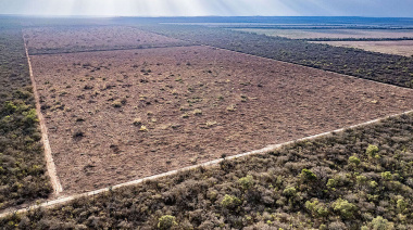 Desmonte en Salta: más de 10 mil hectáreas arrasadas en el año
