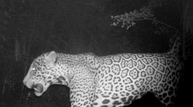 Registran nuevo yaguareté en el Parque Nacional Río Pilcomayo