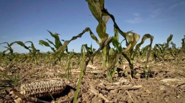Dos municipios bonaerenses fueron declarados en emergencia y desastre agropecuario