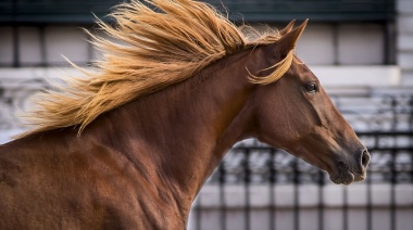 Vuelve la Expo “Nuestros Caballos” a La Rural