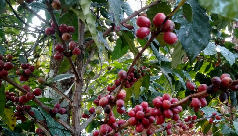 “Oportunidad histórica”: vergel de la yerba mate, Misiones también busca ser referencia en café