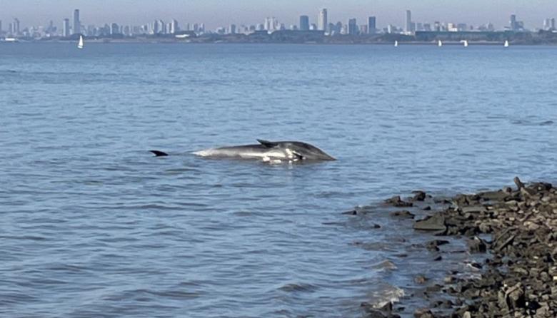 Encontraron una ballena sin vida encallada en la costa de Vicente López