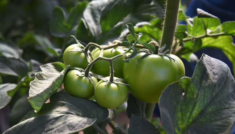 Culminó el Relevamiento Florihortícola Platense: el sector emplea a más de 6 mil personas