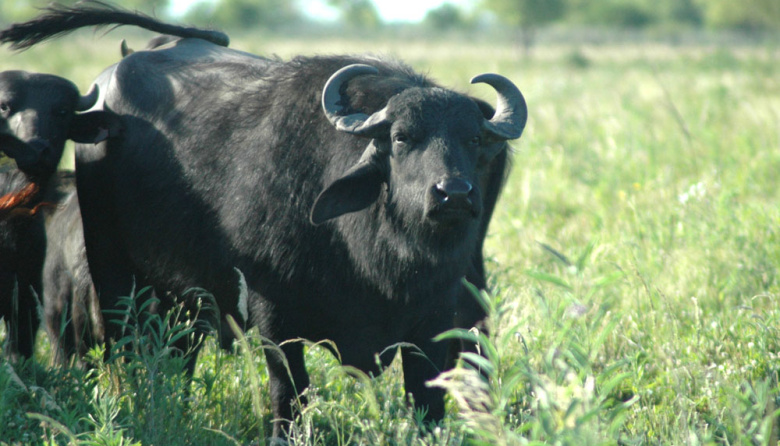 Carne de búfalo: con perfil nutricional sobresaliente, suma valor a la oferta
