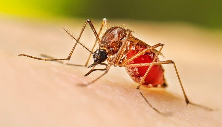 Comienza la campaña de vacunación contra el dengue en toda la provincia de Buenos Aires