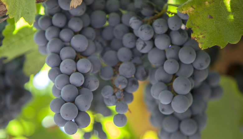 “Más que preocupante” situación en la industria del vino nacional
