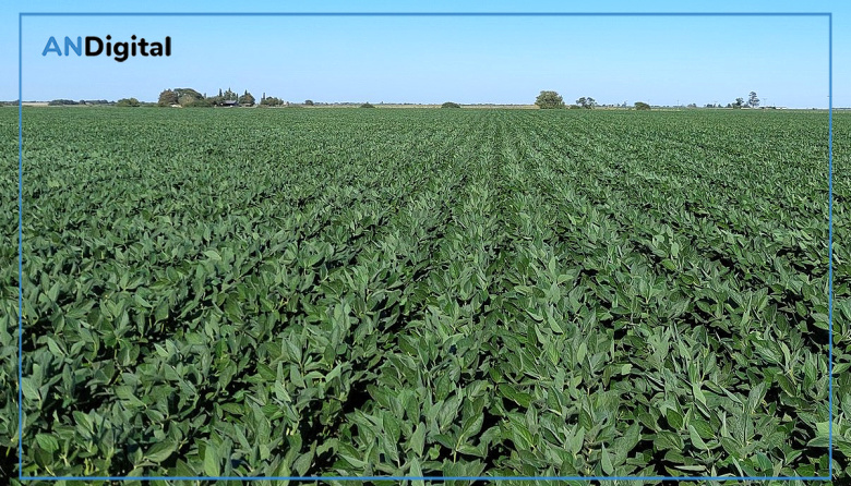 Sin euforia, la Sociedad Rural destacó la nueva baja de retenciones