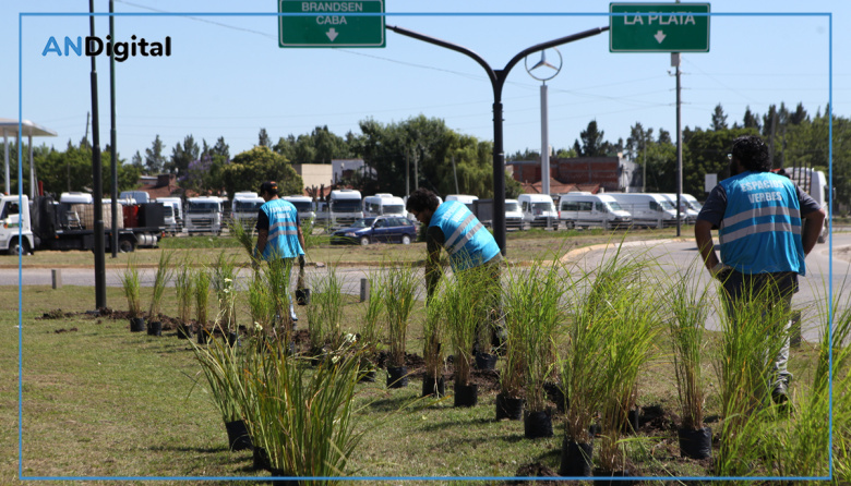 Nuevo proyecto paisajístico renovará forestación en la rambla de Avenida 44