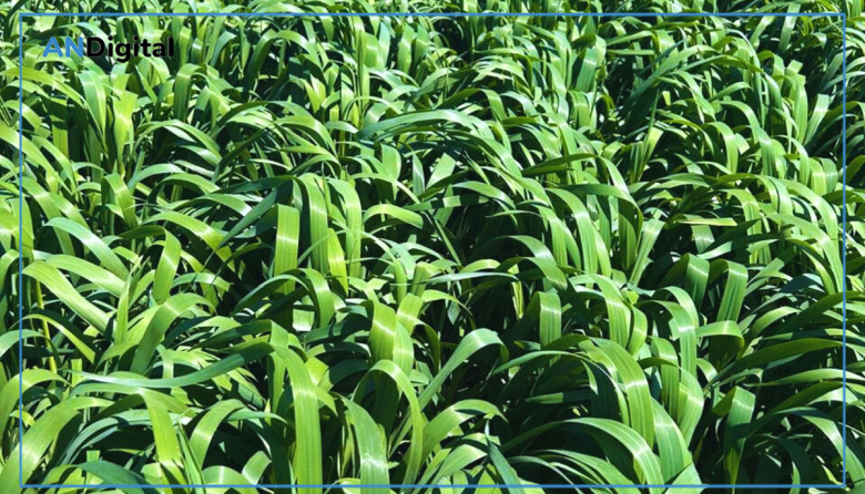 “Camila INTA”, la nueva súper avena forrajera