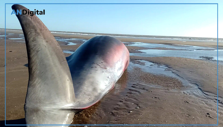 Sorpresa en San Clemente por la aparición de un exótico cetáceo