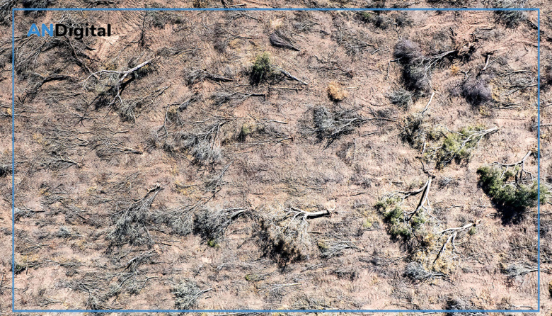 Dramática y constante pérdida de bosques en el norte