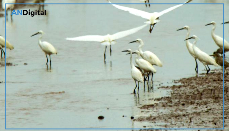 Se detectó un caso de influenza aviar en General Madariaga