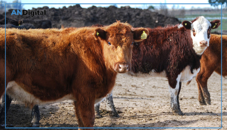 Federación Agraria acusa al Gobierno de poner en riesgo la sanidad animal