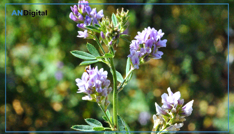 Exponencial crecimiento de las exportaciones de alfalfa