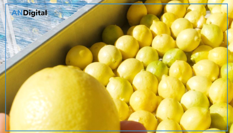 Certificaron 27 mil toneladas de limones exportados desde el norte bonaerense