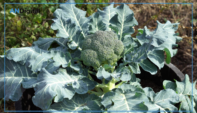 Descarga gratuita: el INTA presentó un Manual de Horticultura