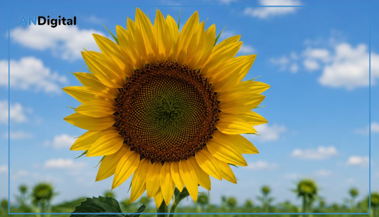 Las exportaciones del complejo girasolero marcaron el récord de los últimos 20 años