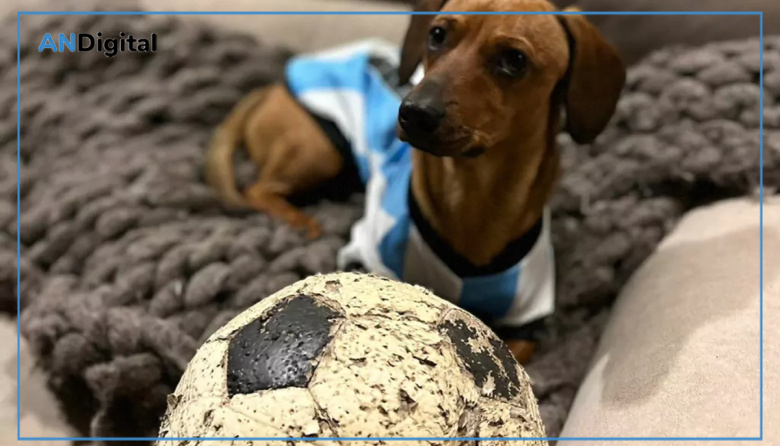 Mundial y mascotas: cómo cuidarlas para disfrutar de la juntada futbolera