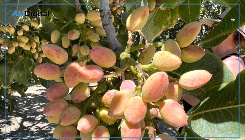 La superficie cultivada de pistacho creció fuerte y le gana terreno a la vid