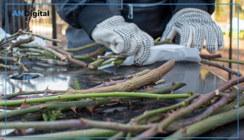 Poda de invierno en el Rosedal de Palermo y entrega gratuita de esquejes