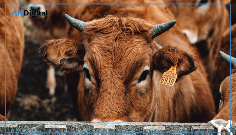 Limousin gana protagonismo en el boom ganadero: “Es la herramienta para meter kilos”