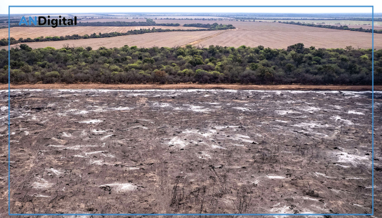 Ecocidio en el norte argentino: más de 40 mil hectáreas deforestadas en seis meses