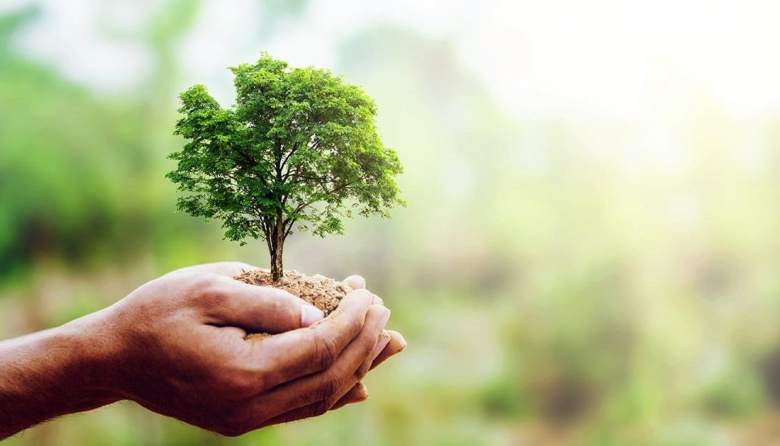 Día del Árbol: el rol de los árboles frente al calor y el cambio climático