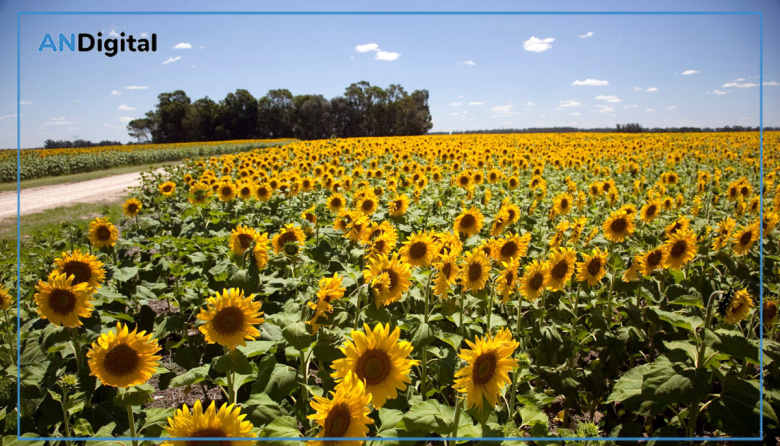 Euforia girasolera: “Los precios internacionales siguen estando extraordinariamente altos”