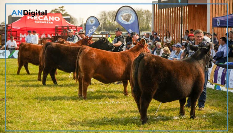 Semana Angus de Primavera en Cañuelas: 60.000 cabezas vendidas y una valiosa genética