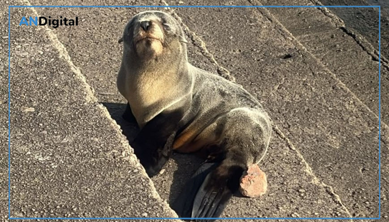 Sorpresa en Quilmes: apareció un lobo marino en las escalinatas que bajan al río