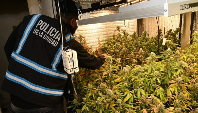Fueron a buscar armas por una causa de violencia de género y encontraron 52 plantas de marihuana