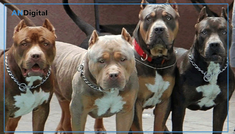 Los Hornos: una mujer fue atacada por dos pitbulls y sufrió heridas en brazos y piernas