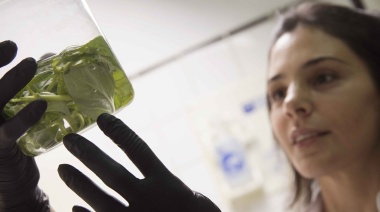 Detectan alta contaminación parasitaria en verduras del cinturón hortícola platense
