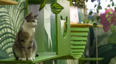 Las ventajas de ser familiar de un gato