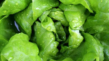 El INTA realiza ensayos para obtener una variedad mejorada de lechuga