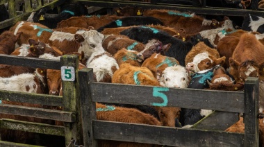 Revelan “extrema crueldad animal” en el Mercado de Cañuelas