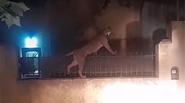 Pánico ciudadano por un puma caminando por las calles en Necochea