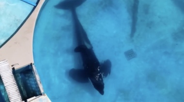 Presa en Mundo Marino: se viralizó el maltrato a la única orca en cautiverio de Sudamérica