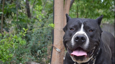 Nene de 2 años se dirime entre la vida y la muerte tras ser atacado por un perro en Mar del Plata