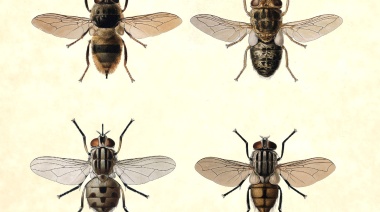 Las moscas de la literatura, una zumbona antología