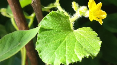 Soberanía alimentaria y productos frescos: curso gratuito de huerta orgánica en La Plata