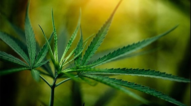 Llegó el invierno: Cuáles son las mejores variedades de marihuana para cultivar en esta estación