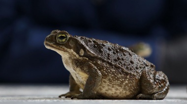 Ranas criollas amenazadas por el estrés ambiental