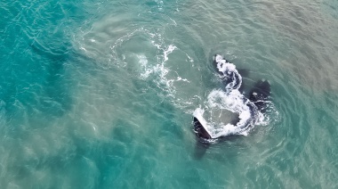 Avistamiento de la Ballena Franca Austral: recomiendan no acercarse para su preservación