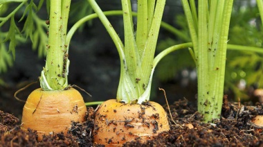 Destacan la “estratégica” producción hortícola bonaerense