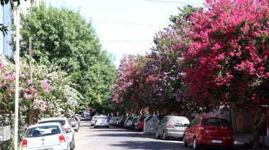 Preparan inventario del patrimonio forestal platense